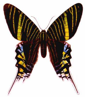 Урания Urania leilus.